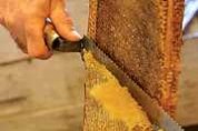 Anschauungsunterricht betreffs Honig und Bienen, Degustation und Shop