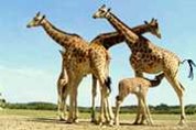 wilde Tiere in Reichweite, Wölfe, Giraffen, Löwen, Bären